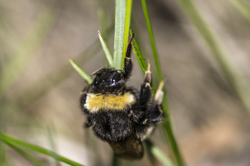 bumblebee on grass close-up