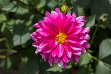 Chrysanthemum pink and yellow in close up macro image with green leaves blurry background