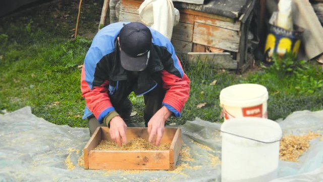 The farmer sifts the grain manually. Hands of the worker who sifts the grain of oats through a sieve. Hands of an elderly person. Disappearing profession concept