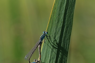 libellule