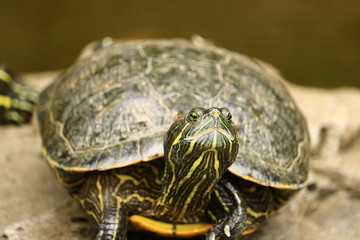 Trachemys scripta