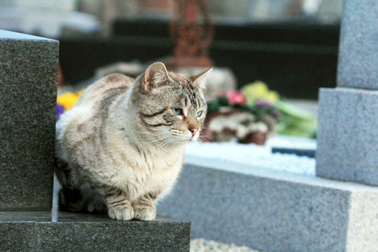 Chat domestique dans un cimeti&egrave;re