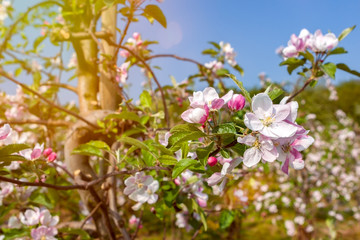 Apfelbaum mit Blüten Obst im Sonnenschein