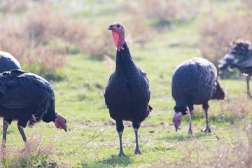 farm turkeys outdoors