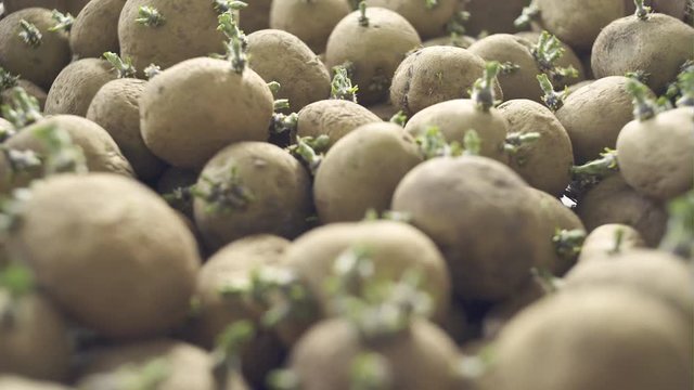 Seedlings new potatoes with sprouts in boxes ready for planting