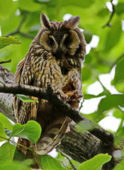 Eurasian eagle-owl, Bubo bubo 