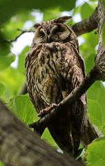 Eurasian eagle-owl, Bubo bubo 