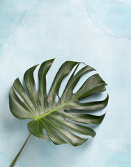 monstera leaf © natashamam35