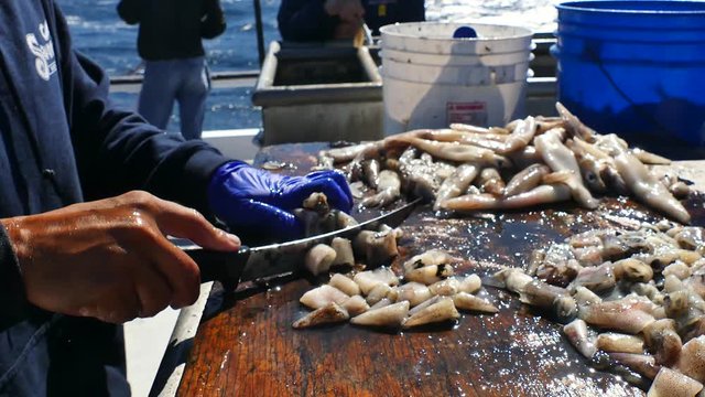 Cutting up squid for food or bait on a boat