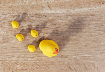Duckling family