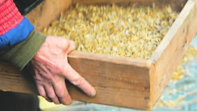 The farmer sifts the grain manually. Hands of the worker who sifts the grain of oats through a sieve. Hands of an elderly person. Disappearing profession concept