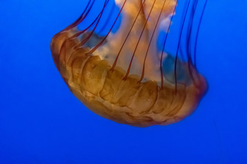 Jellyfish
