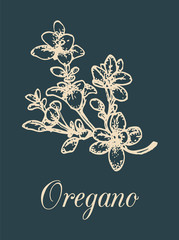 Fototapeta na wymiar Vector oregano illustration on black background.Hand sketched aromatic plant.Culinary spice drawing.Botanical herb