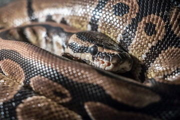 Royal Python, or Ball Python (Python regius)