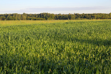 Field with Cereals.