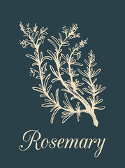 Vector rosemary branch illustration. Hand drawn sketch of cosmetic plant in engraving style. Botanical illustration.