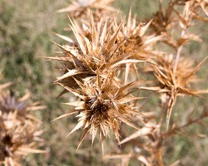 dry prickly grass outdoors