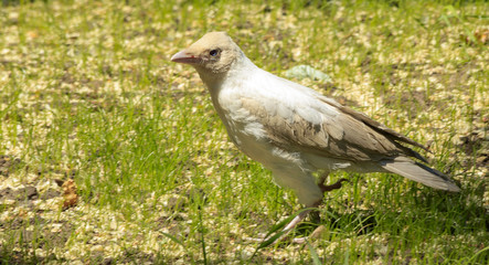 White crow in the city garden.