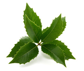  butcher's broom isolated