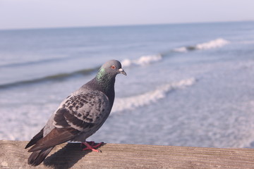 Morning Pigeon