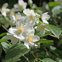 Europäischer Pfeifenstrauch, Philadelphus coronarius