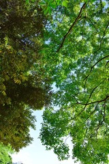 Fototapeta na wymiar 青空と樹木 葉