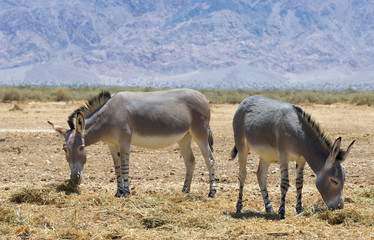 Naklejka na ściany i meble Somali wild donkey (Equus africanus). This species is extremely rare both in nature and in captivity. Nowadays it inhabits nature reserve near Eilat, Israel