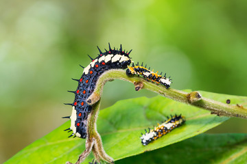Common Mime (Papilio clytia) caterpillars