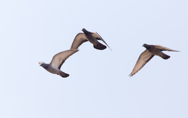 Three doves on a blue sky