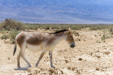 Naklejka na ściany i meble Onager is a brown Asian wild donkey (Equus hemionus) inhabits nature reserve park near Eilat, Israel