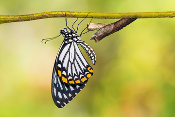 Common Mime (Papilio clytia) butterfly