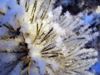 pine tree in the snow on a Sunny day, closeup, background