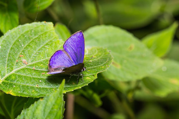 Common Ciliate Blue (Anthene emolus) butterfly