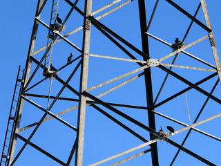 Toronto Cormorants on the transmission line tower 2017