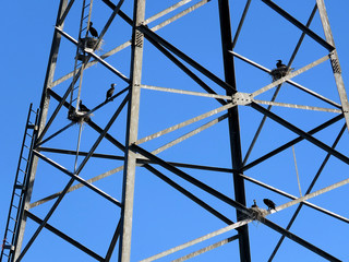 Fototapeta premium Toronto Cormorants on the transmission line tower 2017