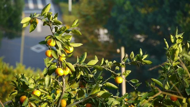 Oranges ripen on tree in grove on mountain background.