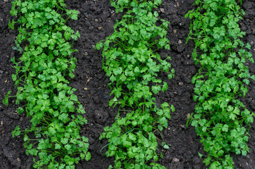 green seedlings sprouts in the garden on the ground after rain in summer day