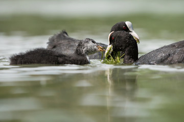 Eurasian Coot, Coot, Fulica atra - nestling