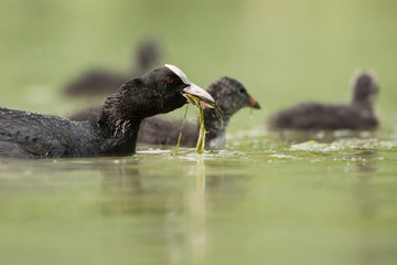 Eurasian Coot, Coot, Fulica atra - nestling