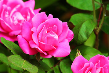 Rose flower pink flowering garden plant