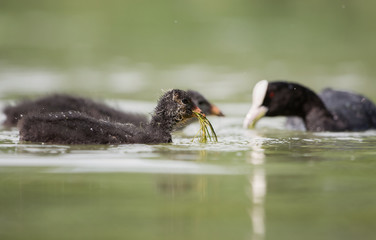 Eurasian Coot, Coot, Fulica atra - nestling