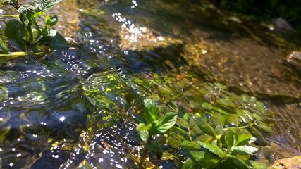 Close up view of Forest stream