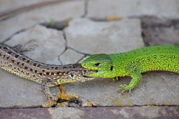 Two lizards