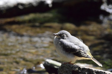 Juvenile grey wagtail (Motacilla cinerea) fledgling wild bird perched on a rock on the river bank in early summer