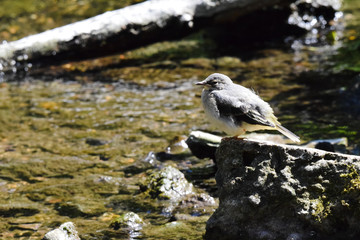 Juvenile grey wagtail (Motacilla cinerea) fledgling wild bird perched on a rock on the river bank in early summer