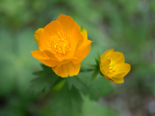 Siberian orange flowers