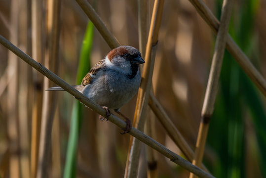 Eurasian Tree Sparrow 