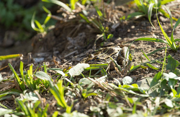 frog on nature