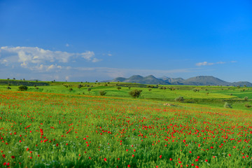 Fototapeta na wymiar large poppy fields