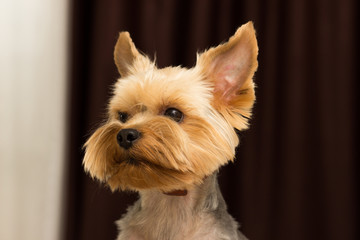 Yorkshire Terrier dog after haircut, close-up portrait